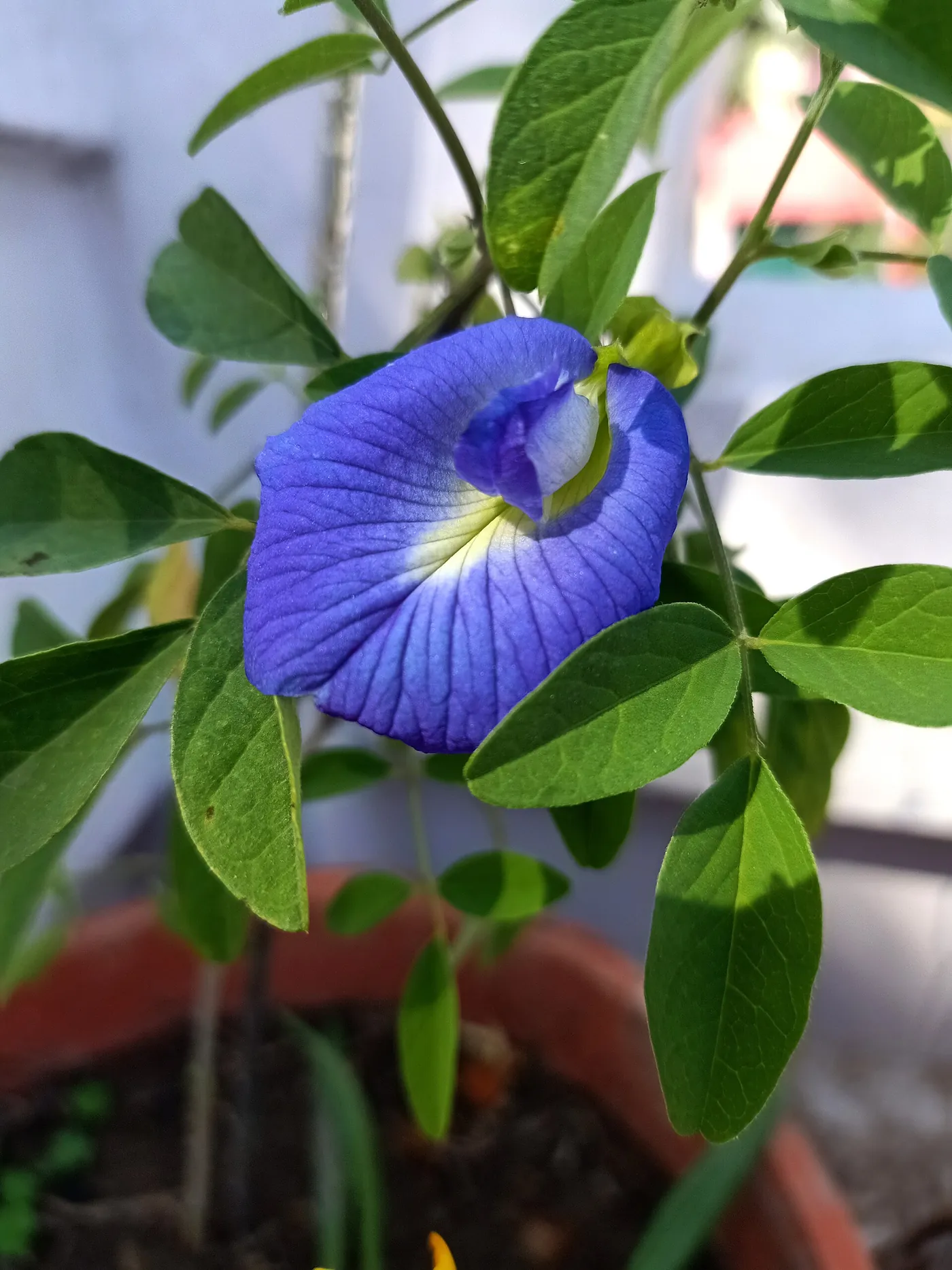 Butterfly pea (Clitoria ternatea), whose flowers are dried for the blue infusion.