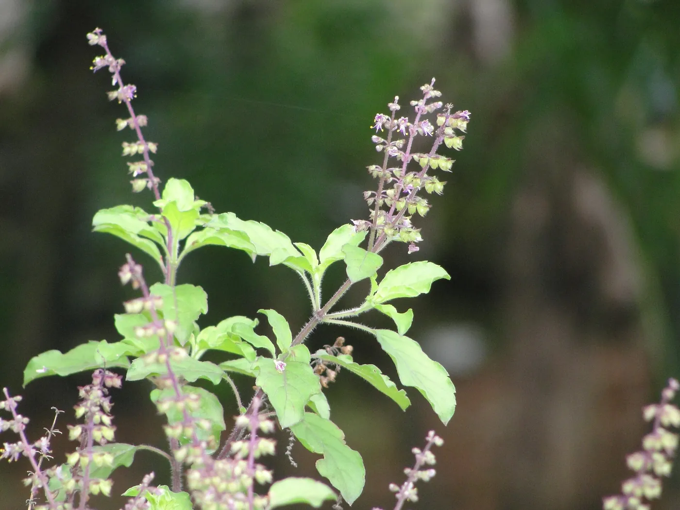 Tulsi (Ocimum tenuiflorum), the source plant for tulsi tea.